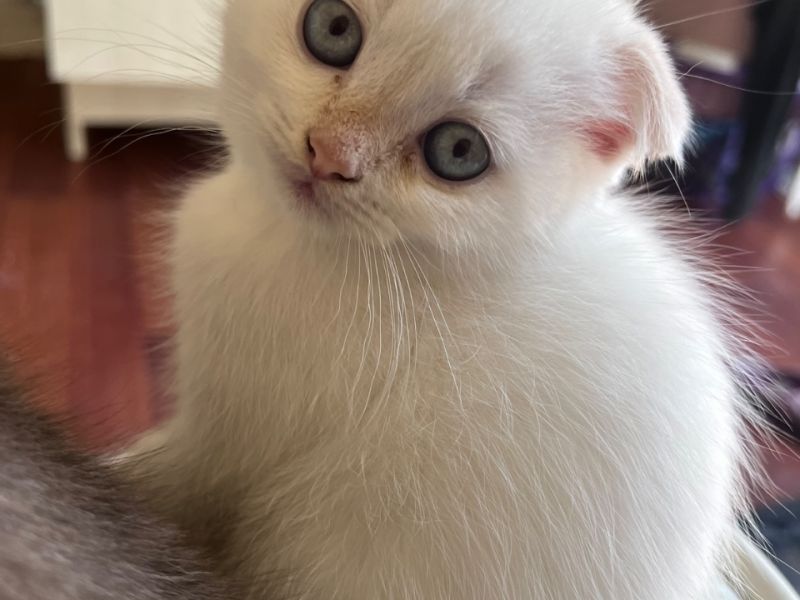 2.5 aylık ful beyaz mavi gözlü oğlu