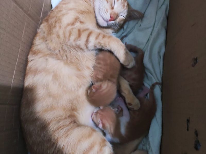 Anne kedi ve yavruları 