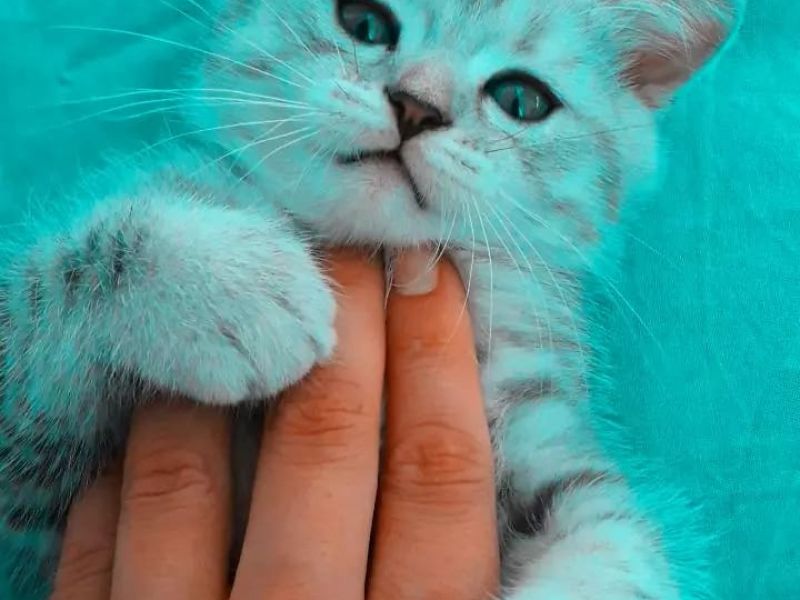Silver Tabby aşırı tatlı asil kedi