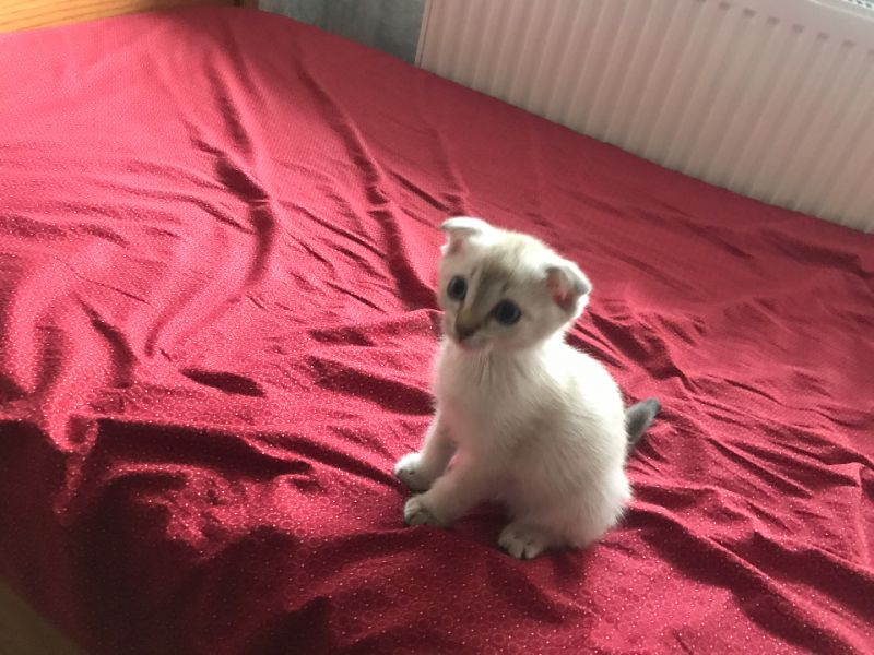 Scottish fold mavi gözlü erkek kedi 3 aylık