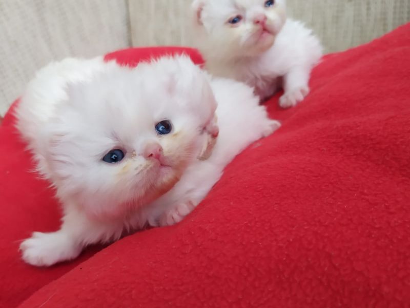 Safkan persian ve 2 aylık ücretsiz tuxedo yavruları 