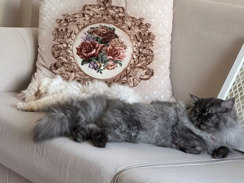 2 aylık orijinal İran kedisi 