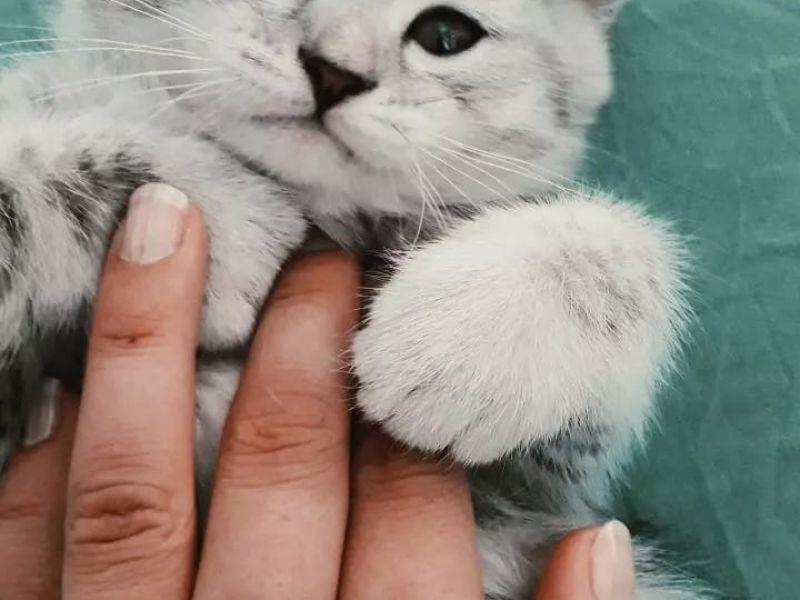 Silver Tabby aşırı tatlı asil kedi