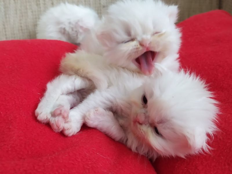 Safkan persian ve 2 aylık ücretsiz tuxedo yavruları 