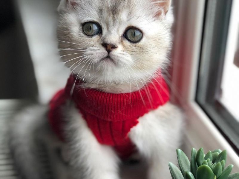 5 aylık british shorthair yavru kedi 