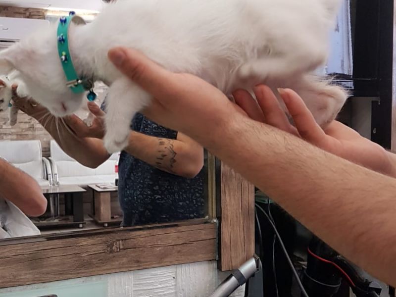 2 aylık erkek iç dış parazit yapılmış orijinal Van kedisi