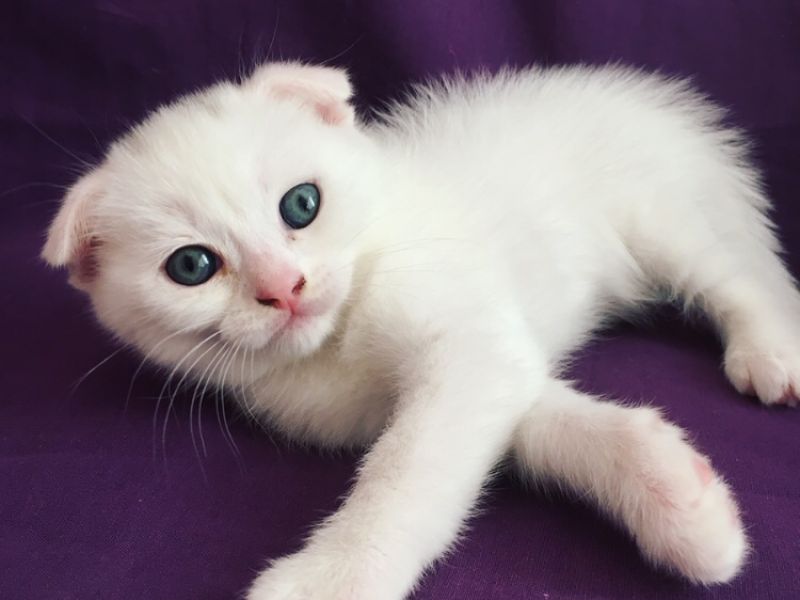 Scottish Fold Cinsi Erkek Beyaz Yavru Kediler Kedi Satis